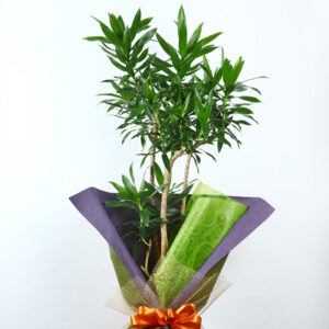 観葉植物2