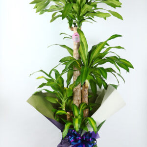 観葉植物６
