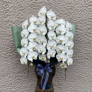 お盆用胡蝶蘭３本立36輪（注文対応）