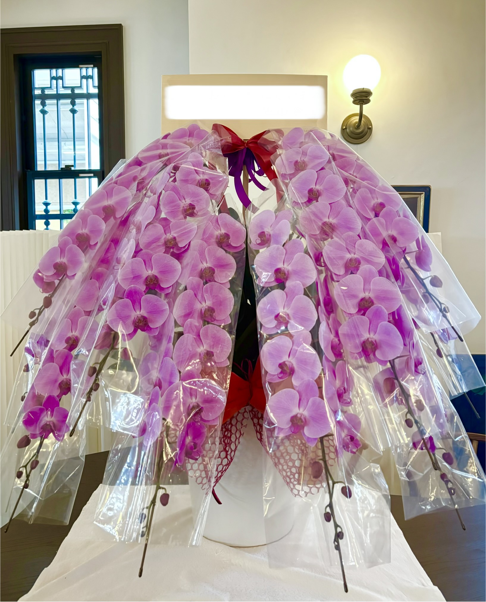 御祝 胡蝶蘭10本立ち150輪(注文対応)