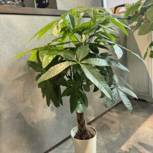 パキラ　アミ７号