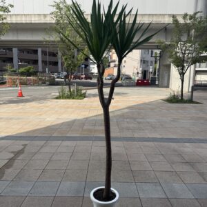 ユッカ　８号