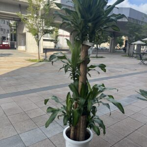 ドラセナ　マッサン10号